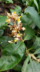 Ardisia compressa