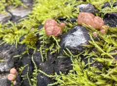 Ditangium cerasi