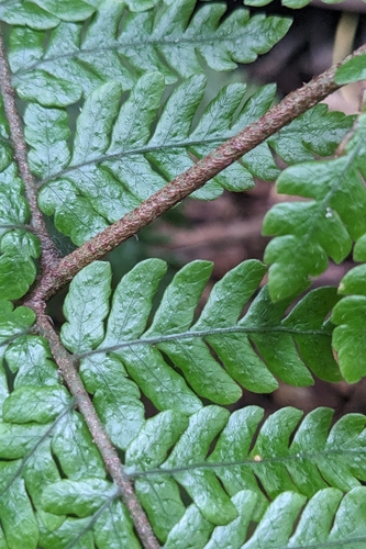 Ctenitis subglandulosa, photograph 5