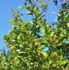 Pithecellobium keyense