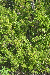 Pithecellobium keyense