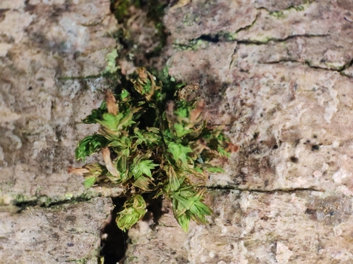 Orthotrichum pumilum observed 2025-12-12