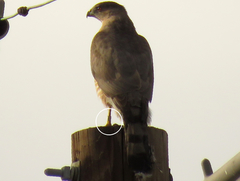 Accipiter cooperii