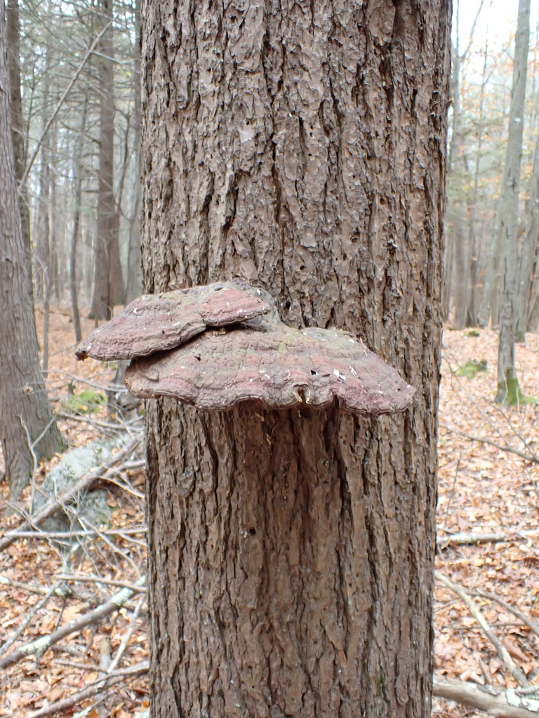 Ganoderma tsugae · October 2025 · photo: © slamonde (iNaturalist, cc-by)