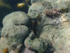 Ophioblennius macclurei