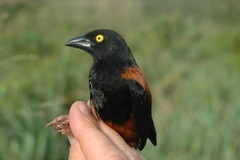 Ploceus castaneofuscus