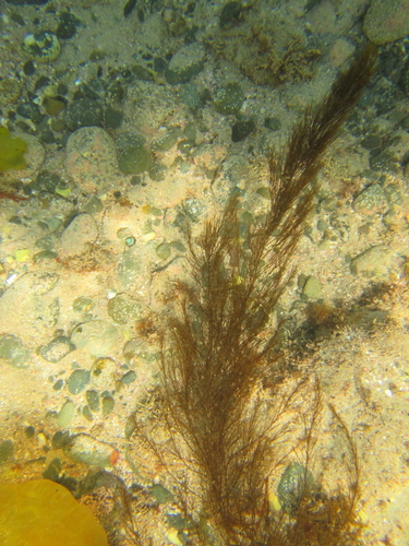 Perithalia capillaris observed 2017-01-02