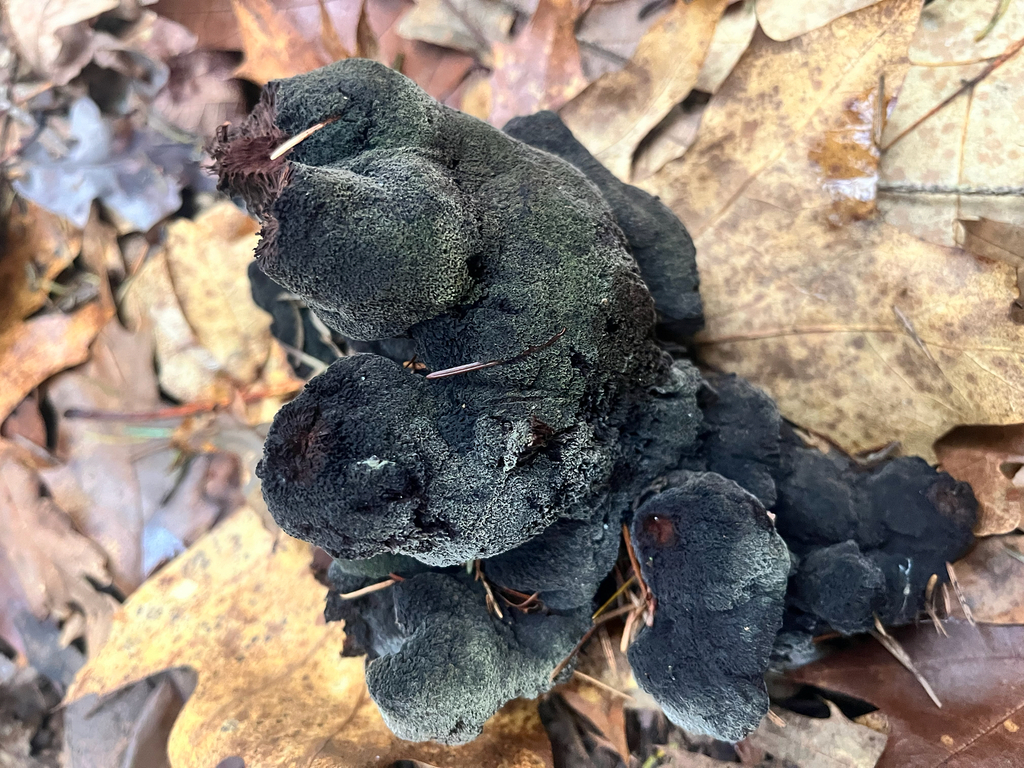 Phaeolus schweinitzii · December 2025 · photo: © daniel_castanhal (iNaturalist, cc-by)