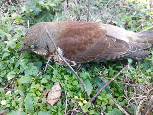 Fieldfare