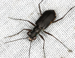 Myriochila semicincta