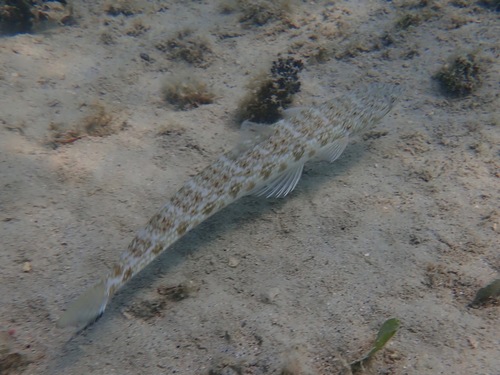 Inshore lizardfish (Synodus foetens) — Synodontidae — 4