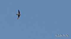 Streptoprocne rutila