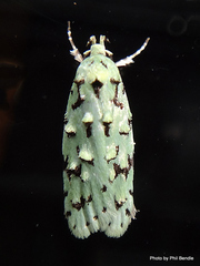 Izatha peroneanella
