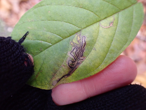 Stigmella rhamnicola photo 2