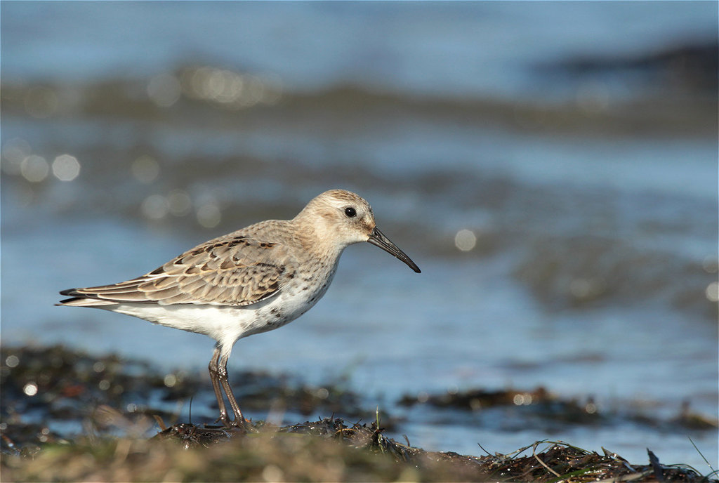 Northern Dunlin