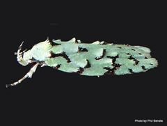 Izatha peroneanella
