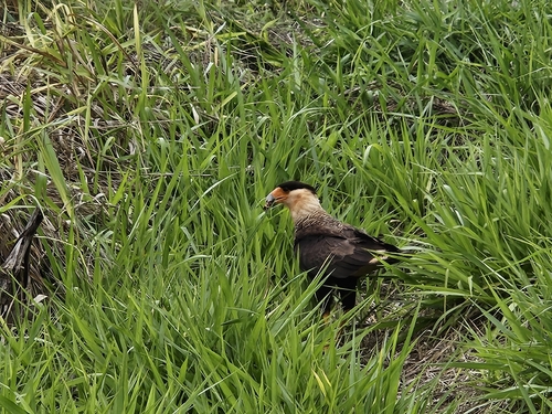 Crested Caracara