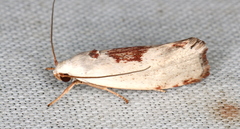 Tymbophora peltastis