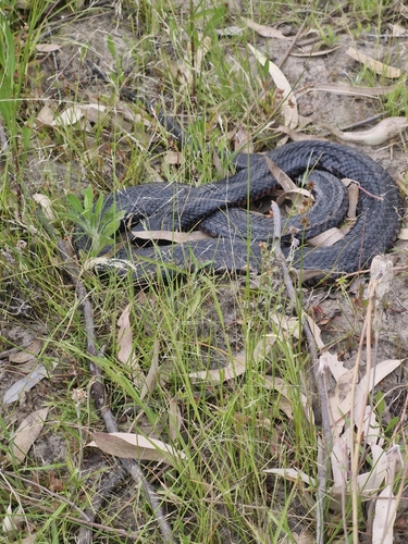 Red-bellied Black Snake sighting