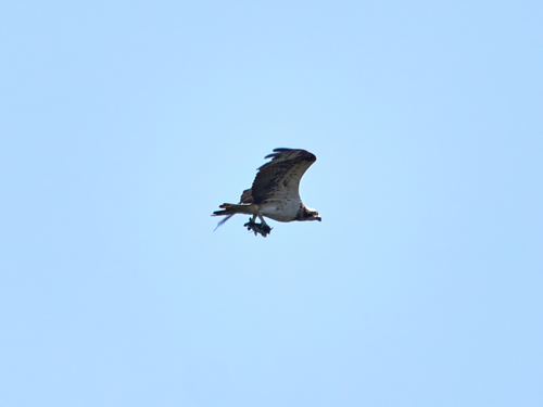 Osprey