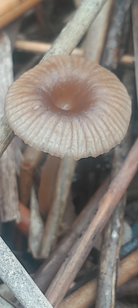Mycena belliarum