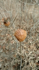 Disholcaspis spongiosa