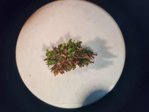 Pale Bristle Moss (Orthotrichum pallens)