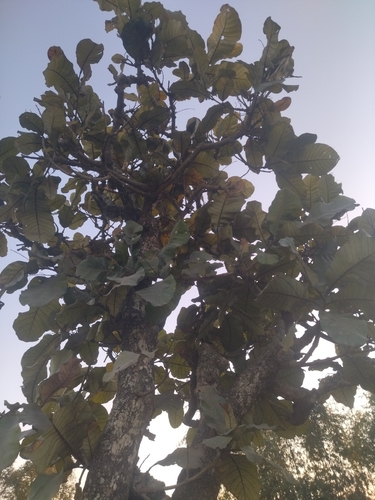 Oriental cashew (Semecarpus anacardium)