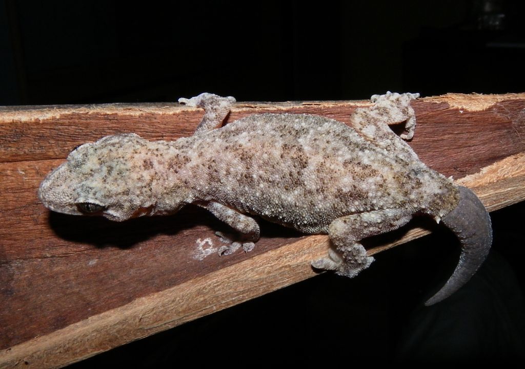 Andersson's Leaf-Toed Gecko