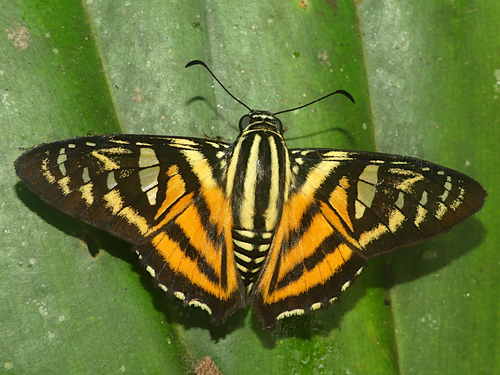 Croniades pieria