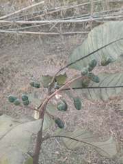 Semecarpus anacardium, photograph author not stated, no rights reserved