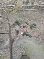 Semecarpus anacardium, photograph author not stated, no rights reserved