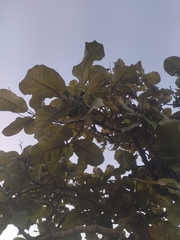 Semecarpus anacardium, photograph author not stated, no rights reserved