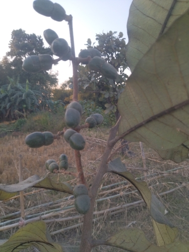 Semecarpus anacardium, photograph 5