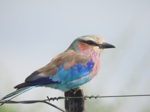 Lilac-breasted Roller