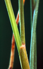 Festuca trachyphylla