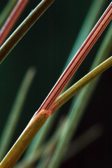 Festuca trachyphylla