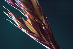 Festuca trachyphylla