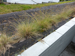 Festuca trachyphylla