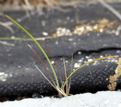Festuca trachyphylla
