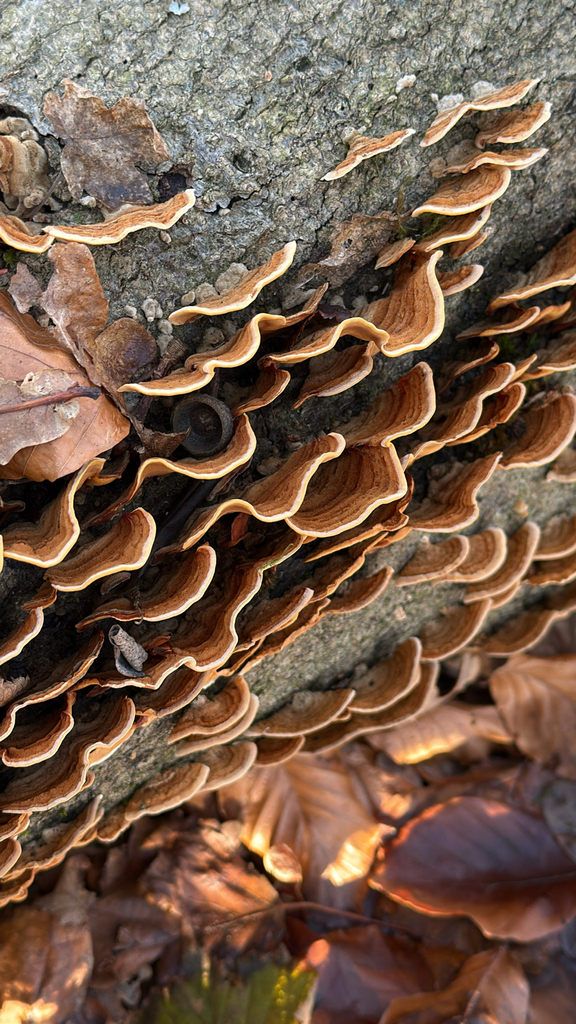 Stereum subtomentosum · December 2025 · photo: © codrin_bucur (iNaturalist, cc-by)