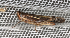 Aiolopus thalassinus dubius