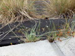 Festuca trachyphylla