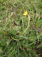 Sisyrinchium patagonicum