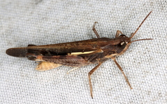 Aiolopus thalassinus dubius