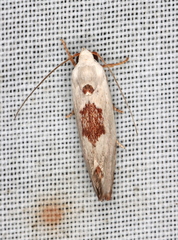 Tymbophora peltastis