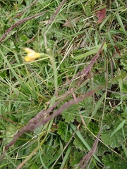 Sisyrinchium patagonicum