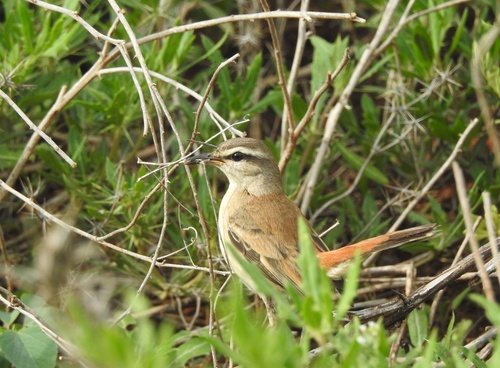 Kalahari Scrub-Robin