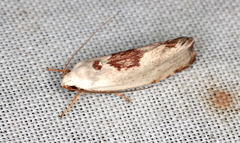 Tymbophora peltastis