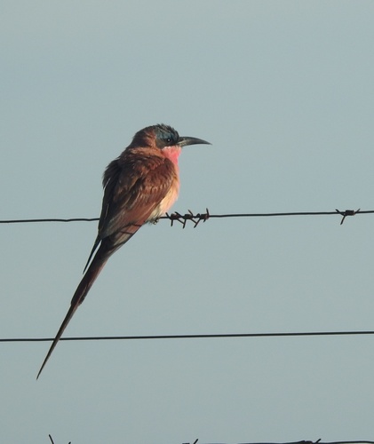 Southern Carmine Bee-eater